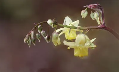 Icaritin ένα φυσικό προϊόν για την καταπολέμηση της φύσης