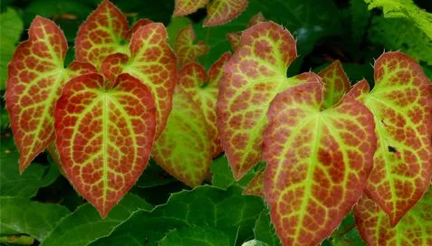 Icariin 10% 20% Χρώμα Σκόνης