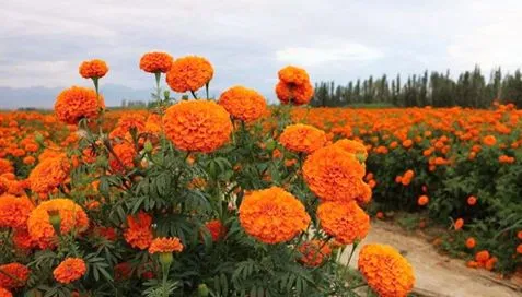 Τι είναι τα εκχυλίσματα κατιφέ;